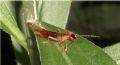 Apterygida albipennis